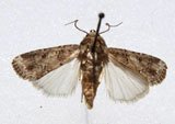 Spodoptera cillium